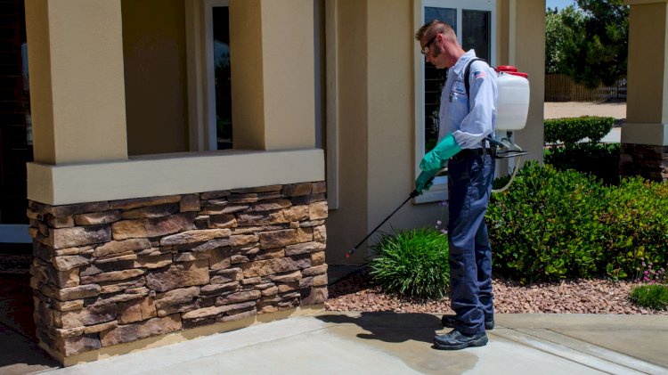 How Modern Pest Control Is Changing the Way We Protect Our Homes and Businesses