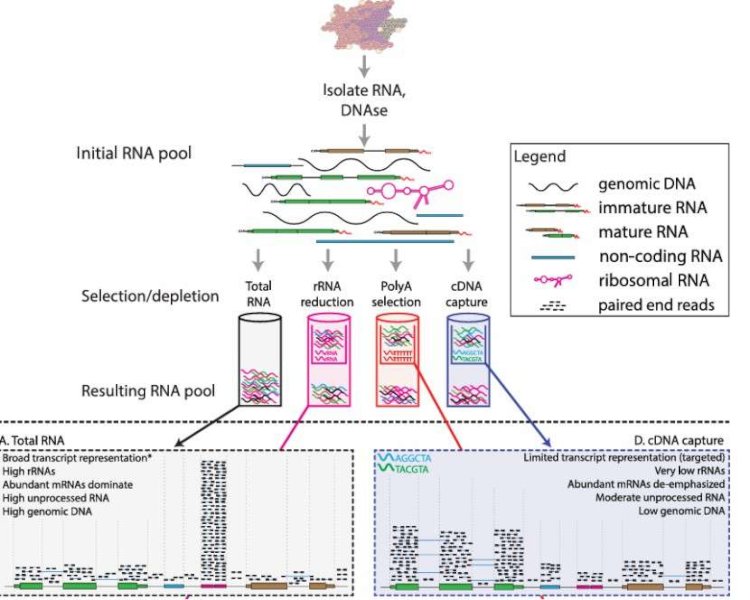 Step-by-Step Guide to Iso-Seq Protocol: From Sample Preparation to Data Analysis