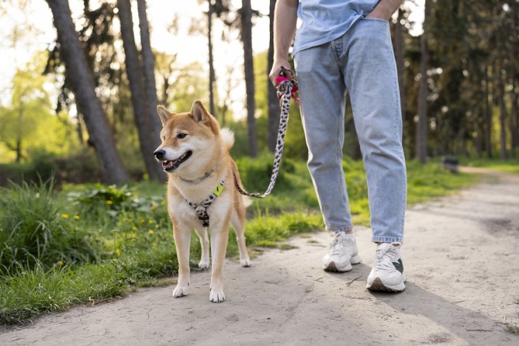 Pre-Walk Dog Training: Simple Steps That Make Every Walk Better