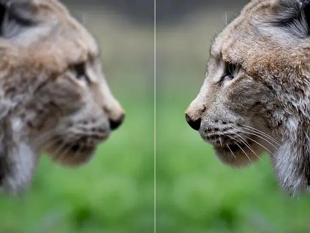 Free Image Enhancer Software That Makes Editing Easy