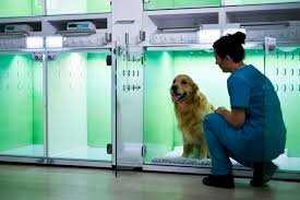 Beyond the Clinic: How Keysborough Vets Partner with Local Animal Shelters
