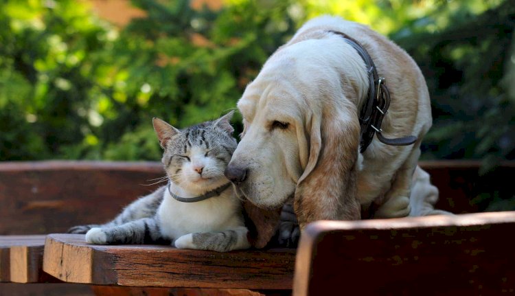 Senior Pet Care vs. Adult Pet Care: Understanding Key Differences