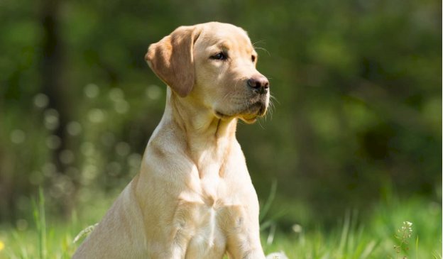 Dallas TX Dog Training Camp for Obedience, Discipline and Real Results