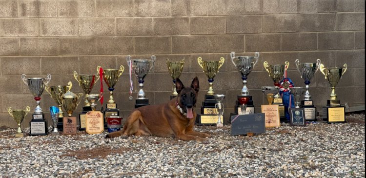 Protection Dogs for Sale in USA, Trusted Security Backed by Professional Training